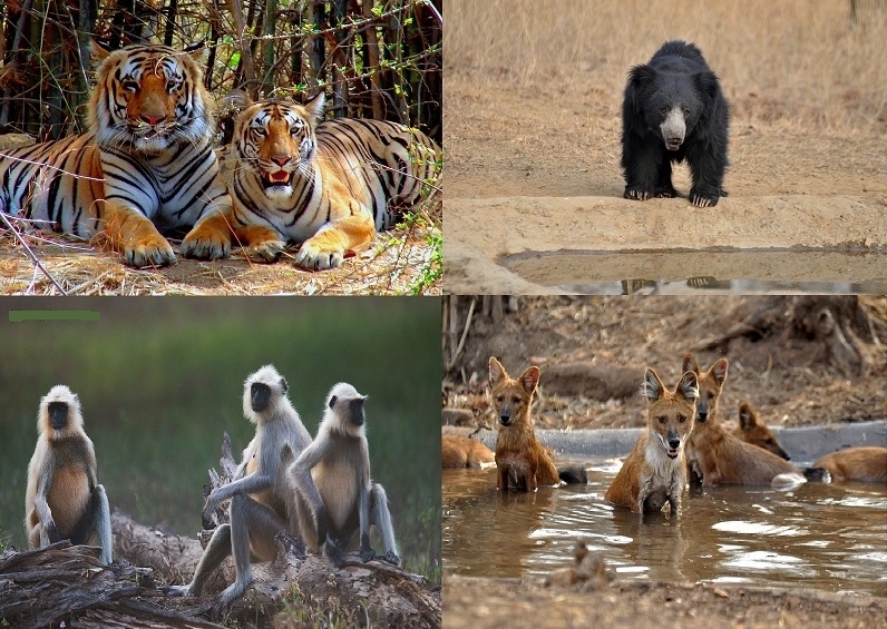 animals