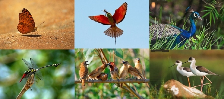 birds
